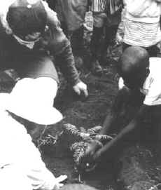 Planting the Jacaranda trees