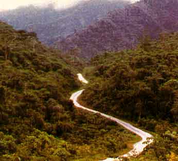 4forests.GIF (95362 bytes)