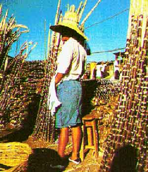 4sugar.gif (157993 bytes)
